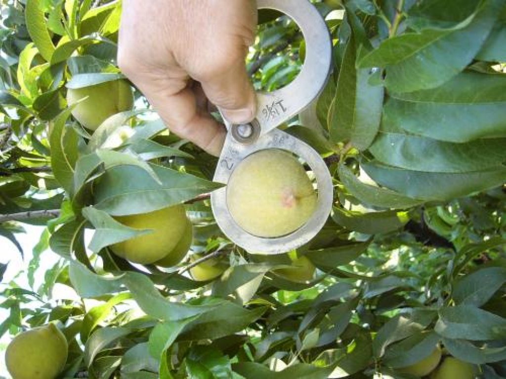 peaches in measuring device that looks like handcuffs